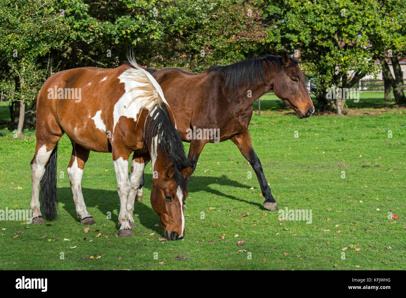 Pinto Pferd/Quarter horse Hengst und belgische Warmblut Stute draußen im Feld Stockfoto