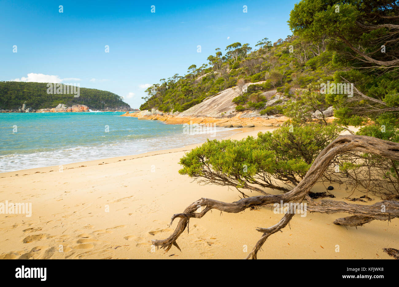 Verwitterte Bäume säumen den Strand in Refuge Cove, Wilsons Promontory National Park, Victoria, Australien Stockfoto