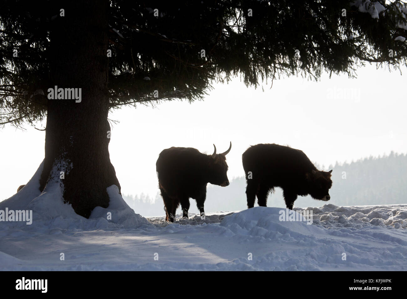 Heckrinder (Bos domesticus) zwei Jungstiere unter Baum im Schnee im Winter Stockfoto
