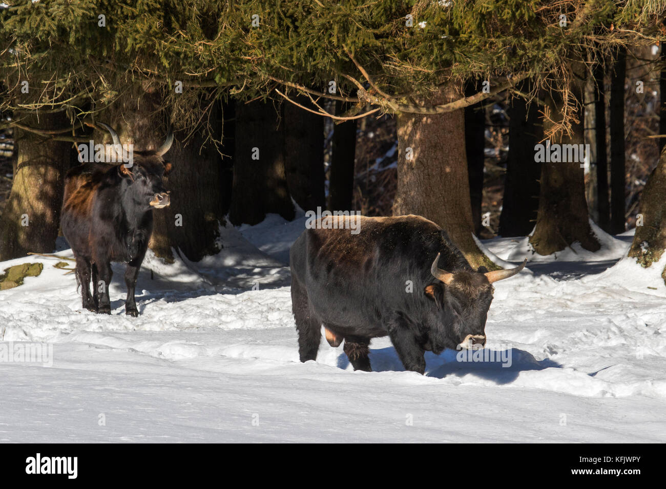 Heckrinder (Bos domesticus) Bullen verlassen Wald im Schnee im Winter Stockfoto