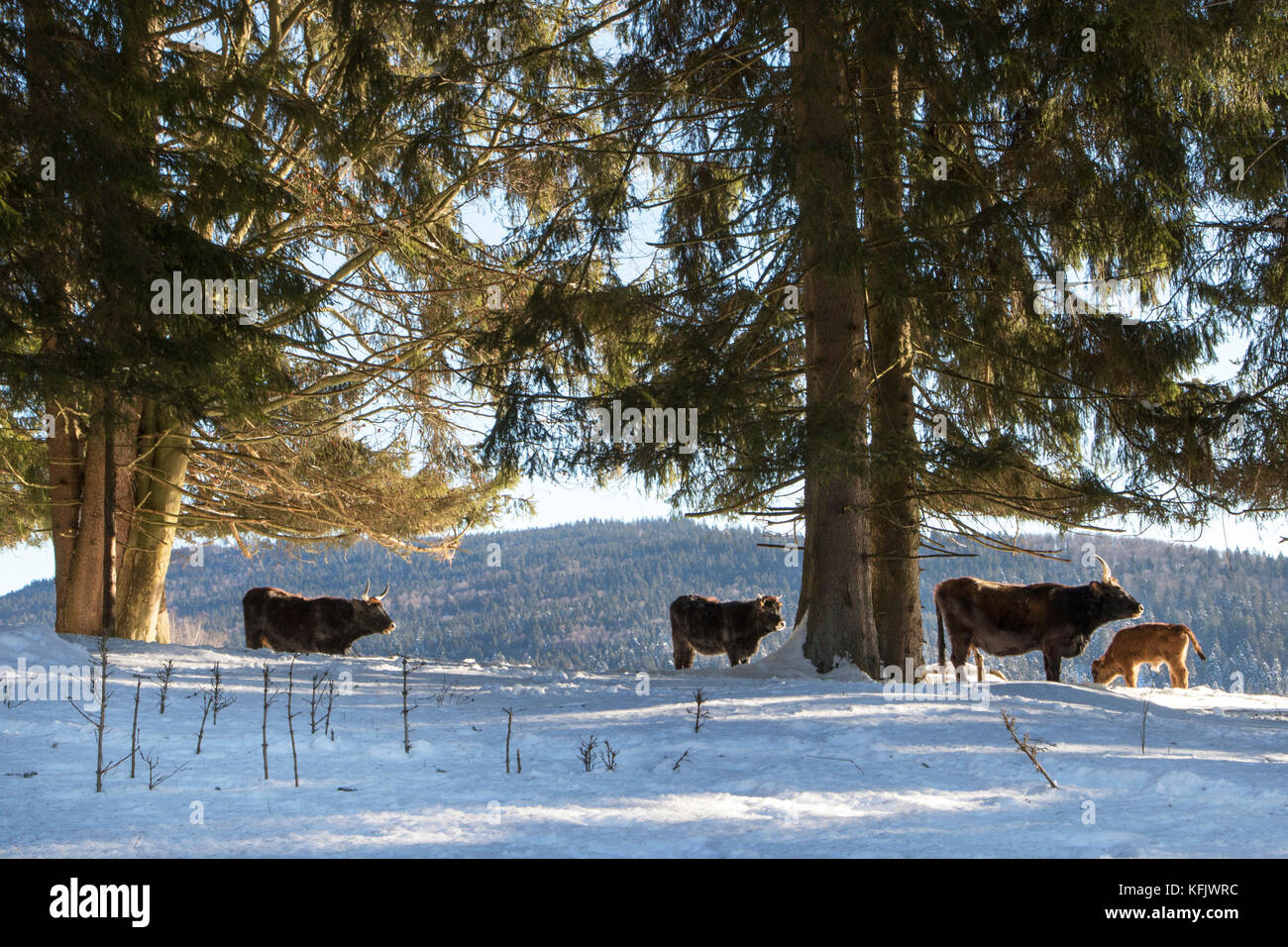 Heckrinder (Bos domesticus) Herde mit Kalb in den Schnee im Winter Stockfoto