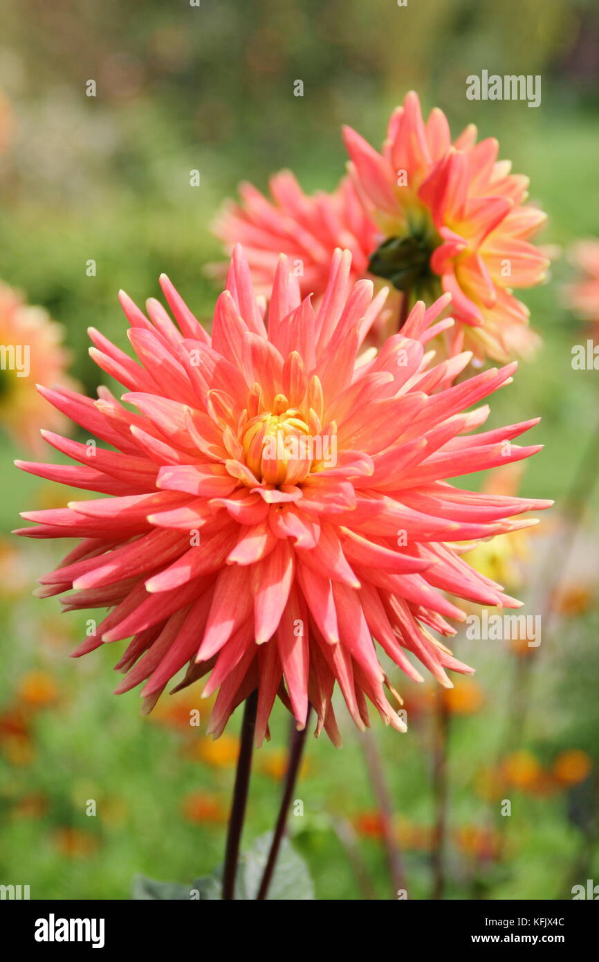 Dahlie 'Avoca Comanche' ein semi-Cactus Typ Dahlia, in voller Blüte in einem Englischen Garten Grenze im Sommer (August), UK Stockfoto