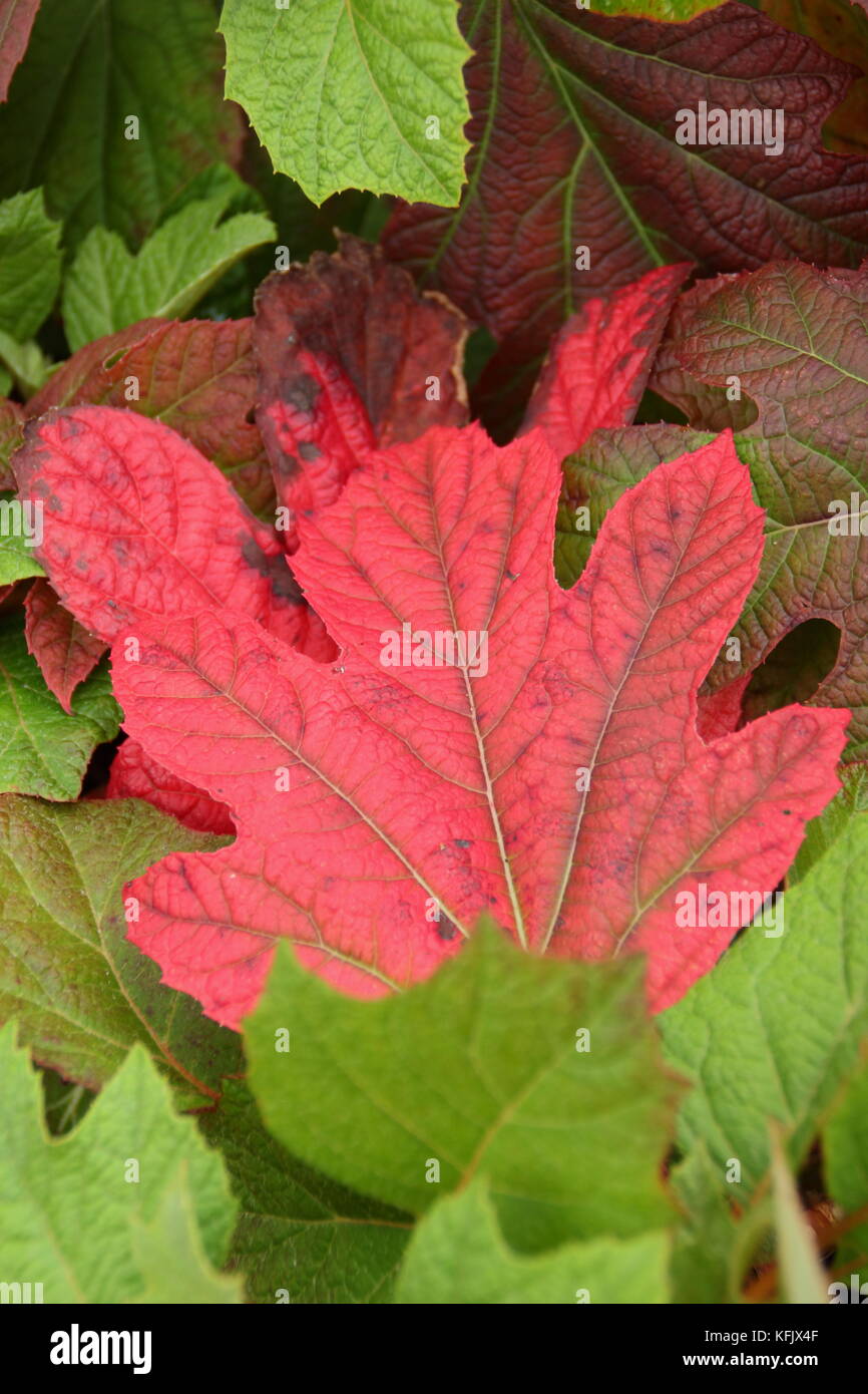 Die Hydrangea quercifolia jetzt Queen', (Oak Leaved die Hortensie nun Königin, die Reifung Rot und Bronze Herbst Laub in einem Englischen Garten, Großbritannien Stockfoto