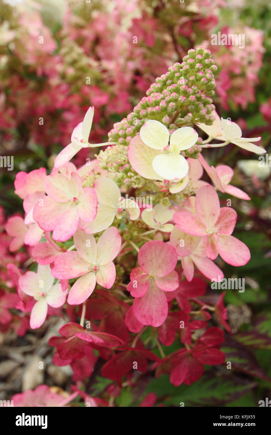 Hydrangea paniculata 'Magischen Vesuvio" in voller Blüte in einem Englischen Garten Grenze im Sommer (August), UK Stockfoto