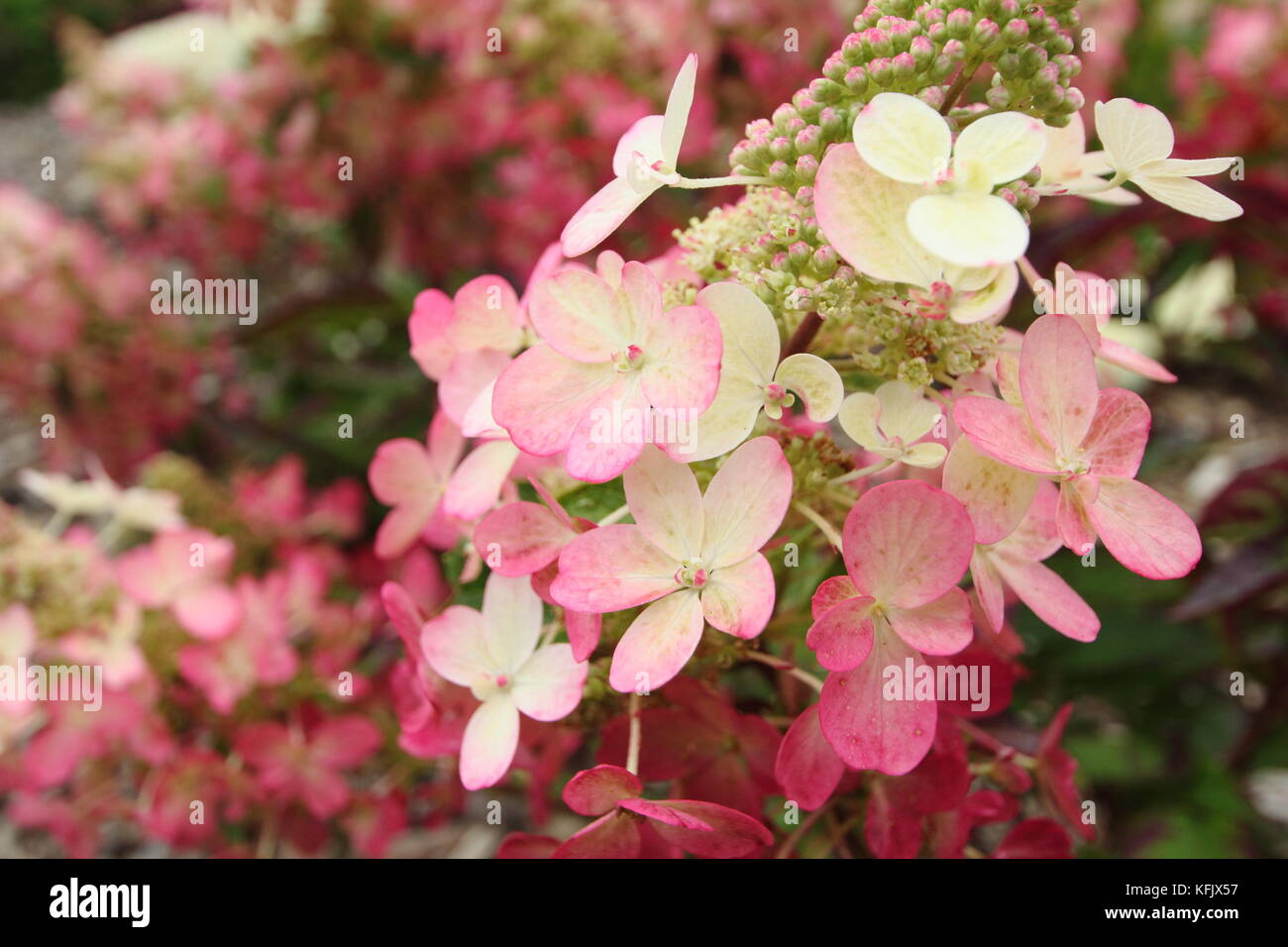 Hydrangea paniculata 'Magischen Vesuvio" in voller Blüte in einem Englischen Garten Grenze im Sommer (August), UK Stockfoto