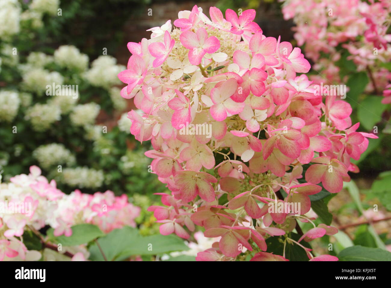 Hydrangea paniculata 'Diamant Rouge" in voller Blüte angezeigte Produkte: rosa Farbtönen auf Creme Blumen (rispen) in einen Englischen Garten Grenze im Sommer (August Stockfoto