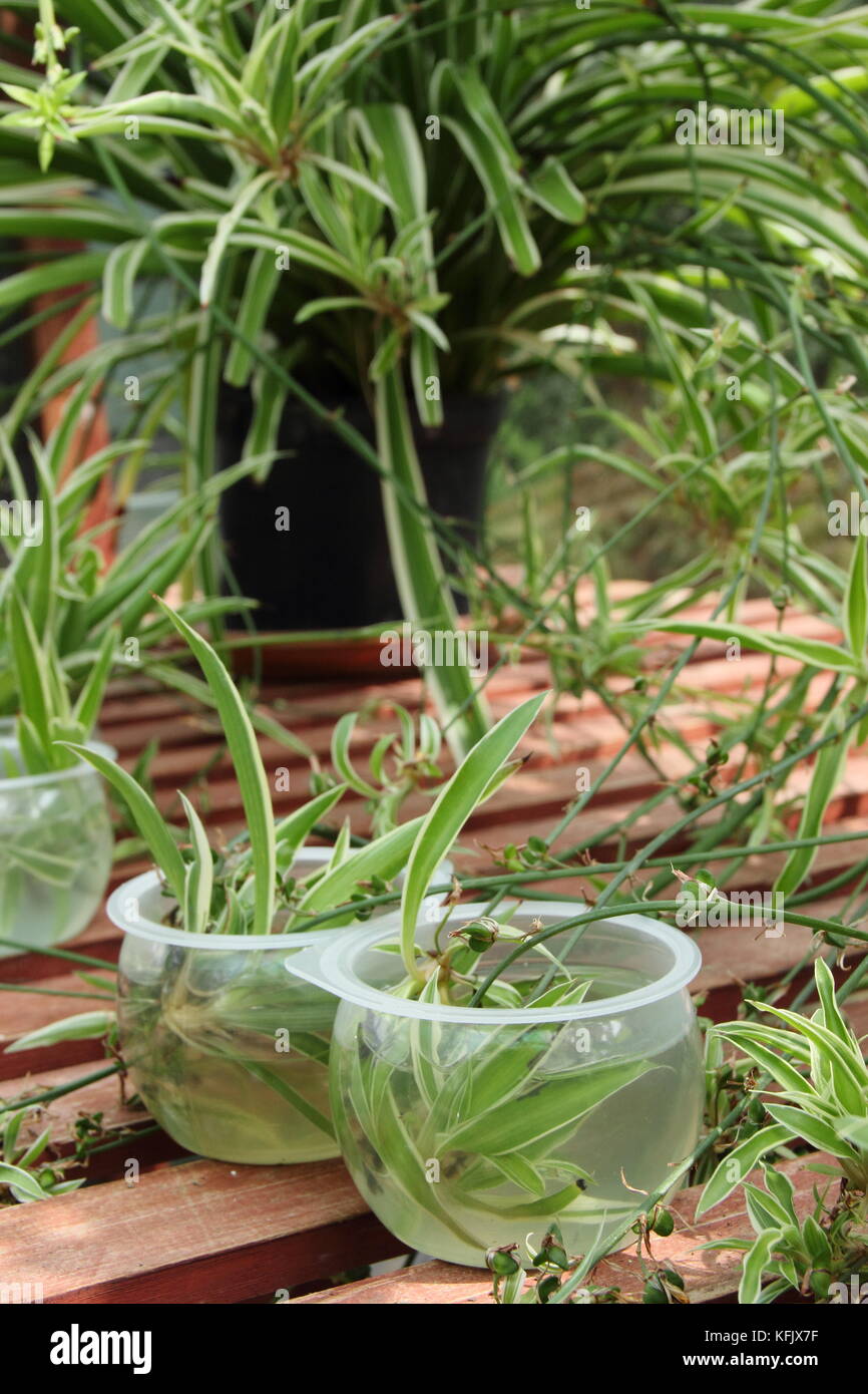Vermehrungsmaterial Spider Pflanzen von Läufern (Ausläufer), indem Sie in Wasser zu fördern das Wurzelwachstum in Baby Pflanzen (Jungpflanzen), Großbritannien Stockfoto