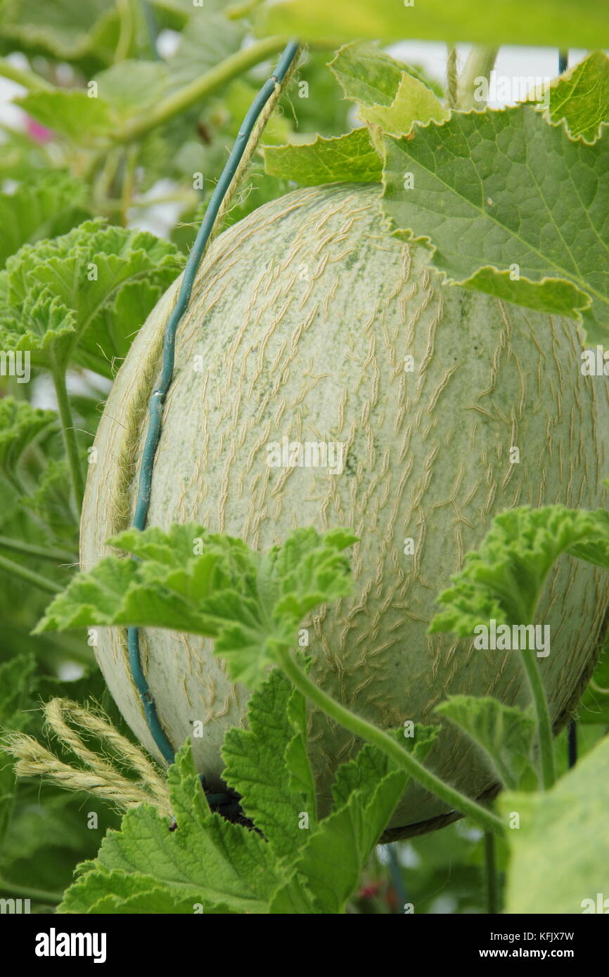 Ogen melone'', wachsen in einem Gewächshaus mit der Unterstützung einer Hängematte im Garten im Norden von England, Großbritannien Stockfoto