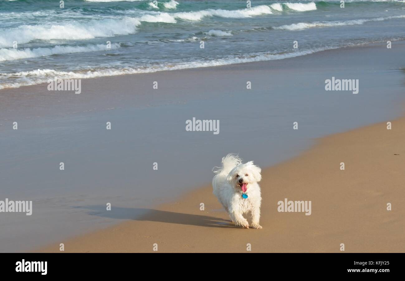 Weiß malteser Hund läuft am Strand Stockfoto