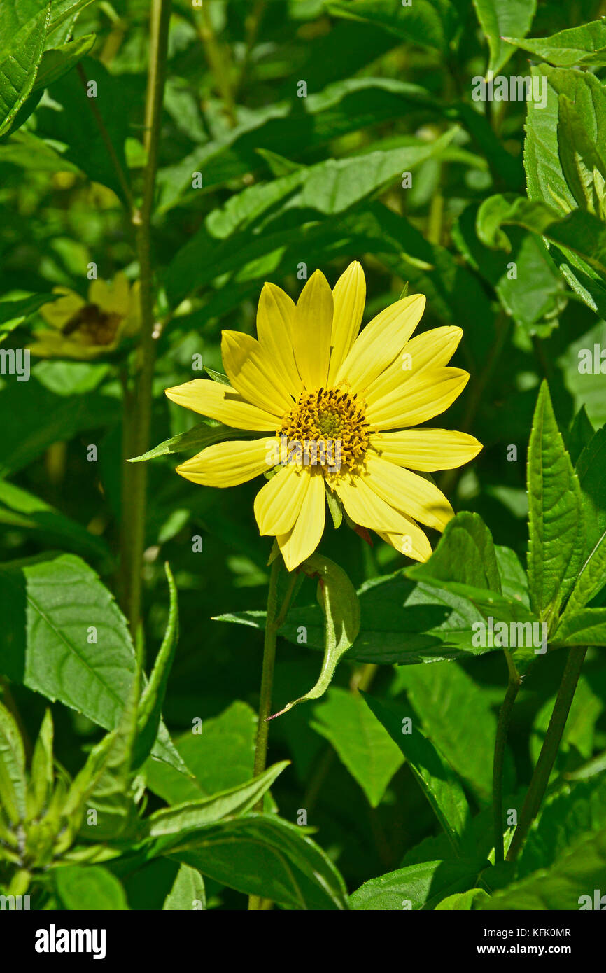 Helianthus 'Lemon Queen' in Nahaufnahme Stockfoto