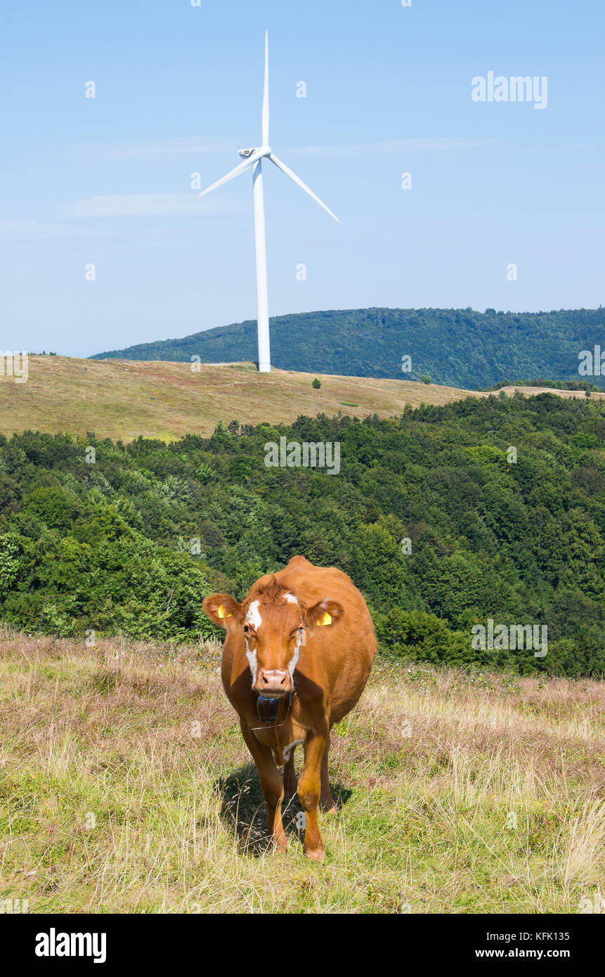 Viehhaltung in den Bergen. Windenergieanlage, alternative Energie. Stockfoto