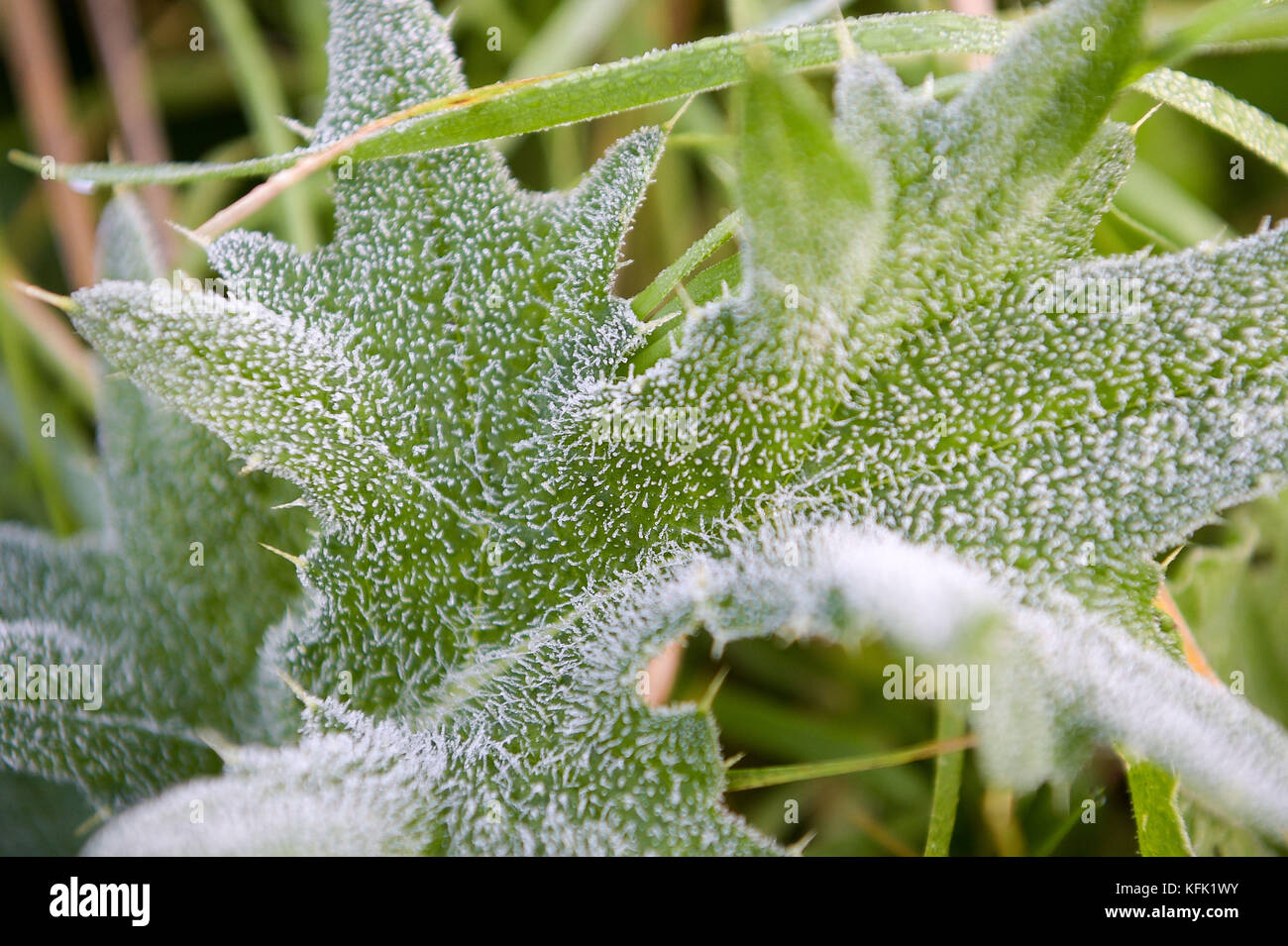 Frost auf einem Blatt in Bristol sind viele Menschen zum ersten weit verbreiteten Frost der Saison aufgewacht, wo die Temperaturen an einigen Stellen unter Null absinken. Stockfoto