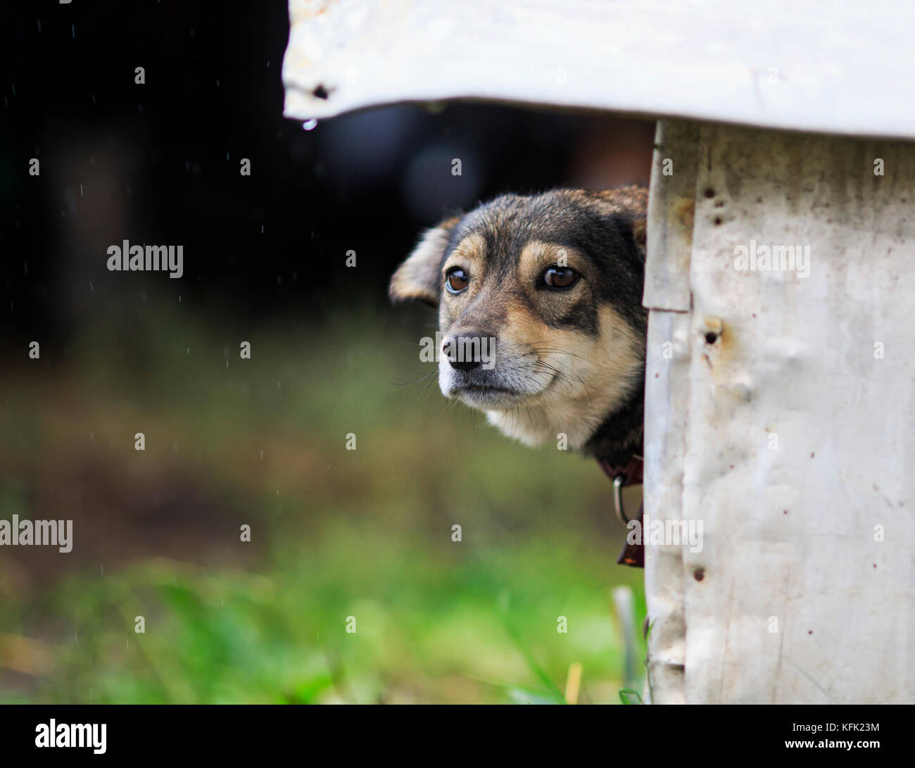 Lustig, traurig, Welpen aus seiner Nase stecken und spähen aus seinem Stand im regnerischen Wetter Stockfoto