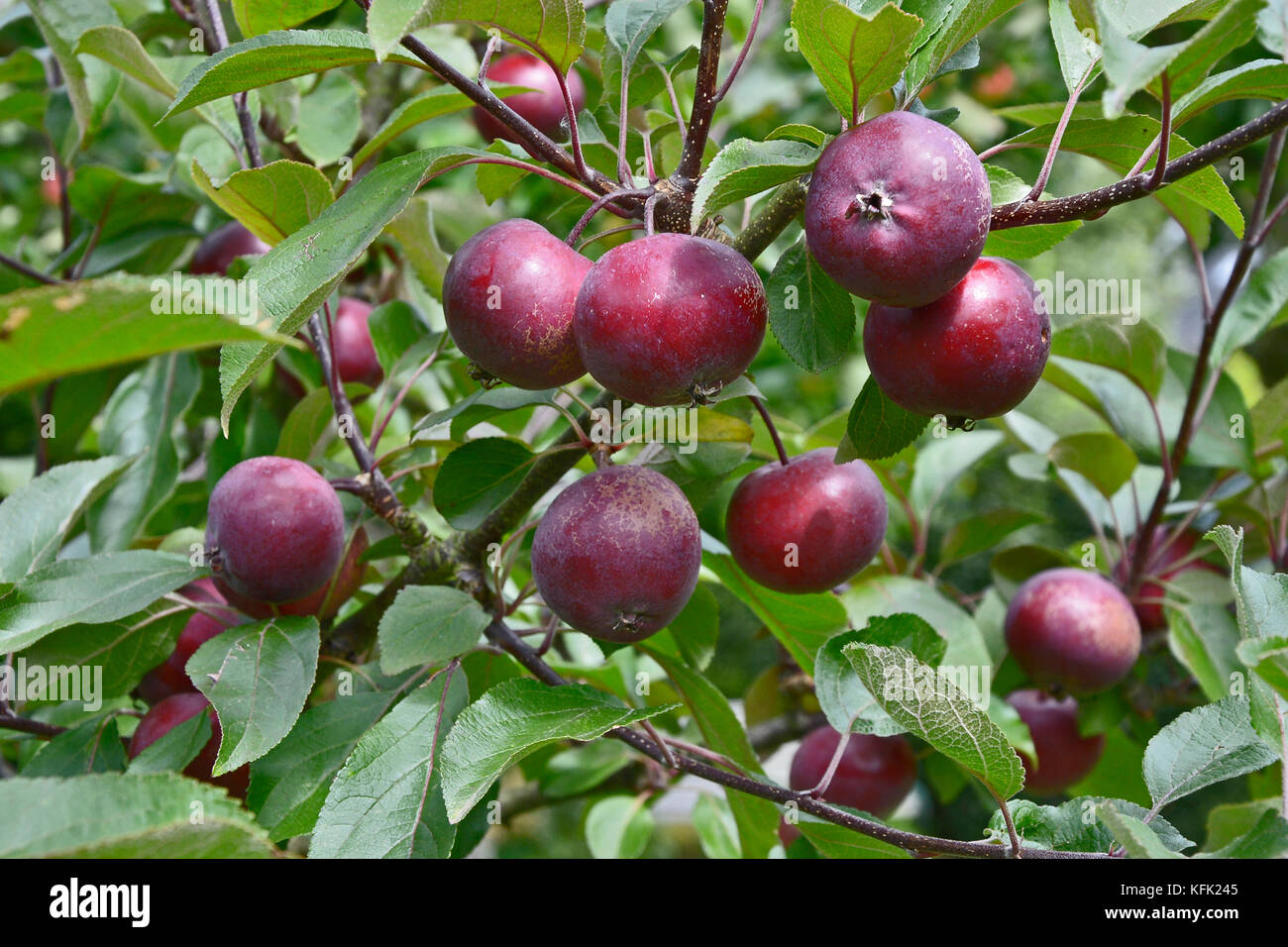 Malus, Dlove Ära" wächst in einem Obstgarten Stockfoto