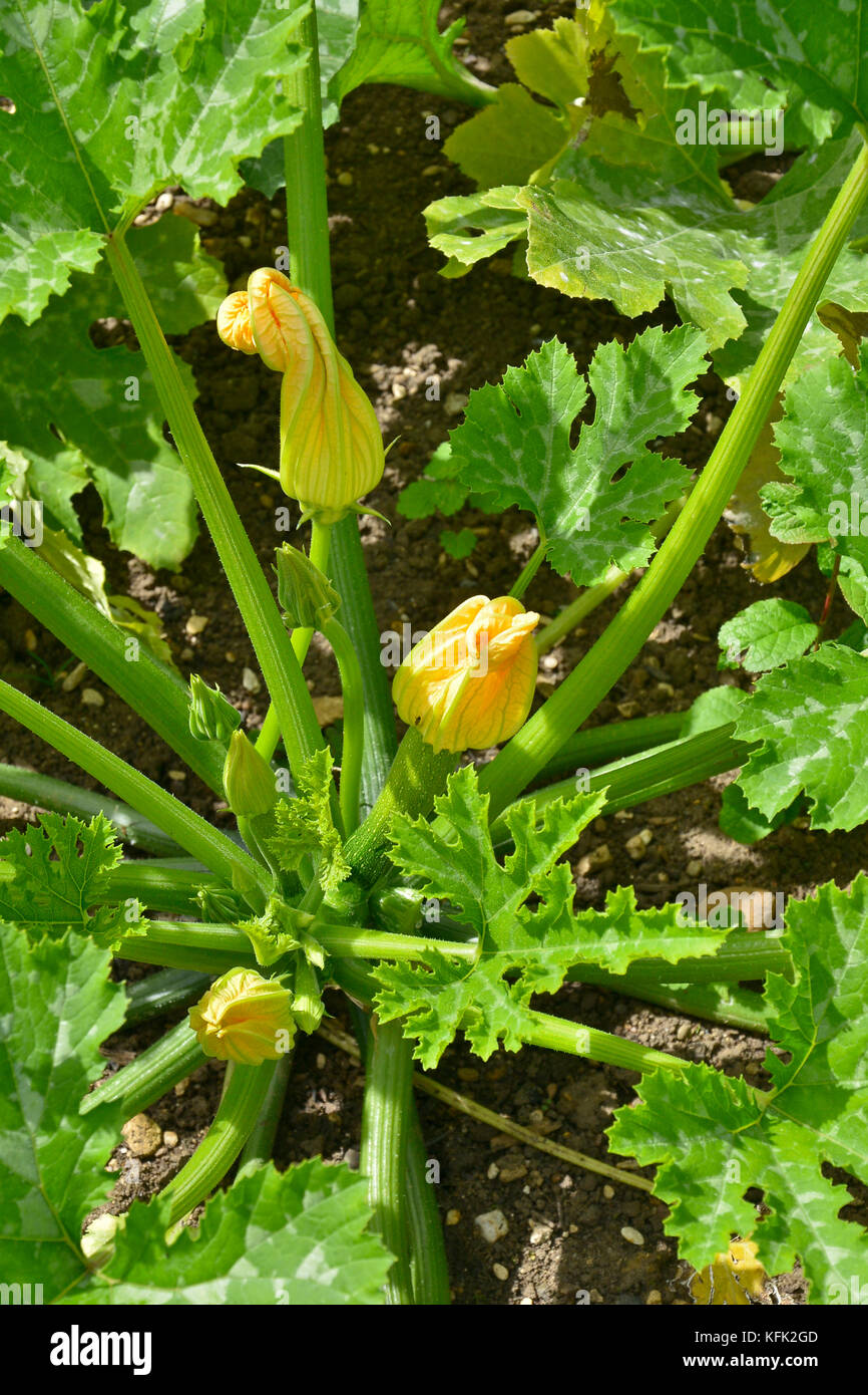 Blumen der Zucchini oder Zucchini in einem Gemüsegarten Stockfoto
