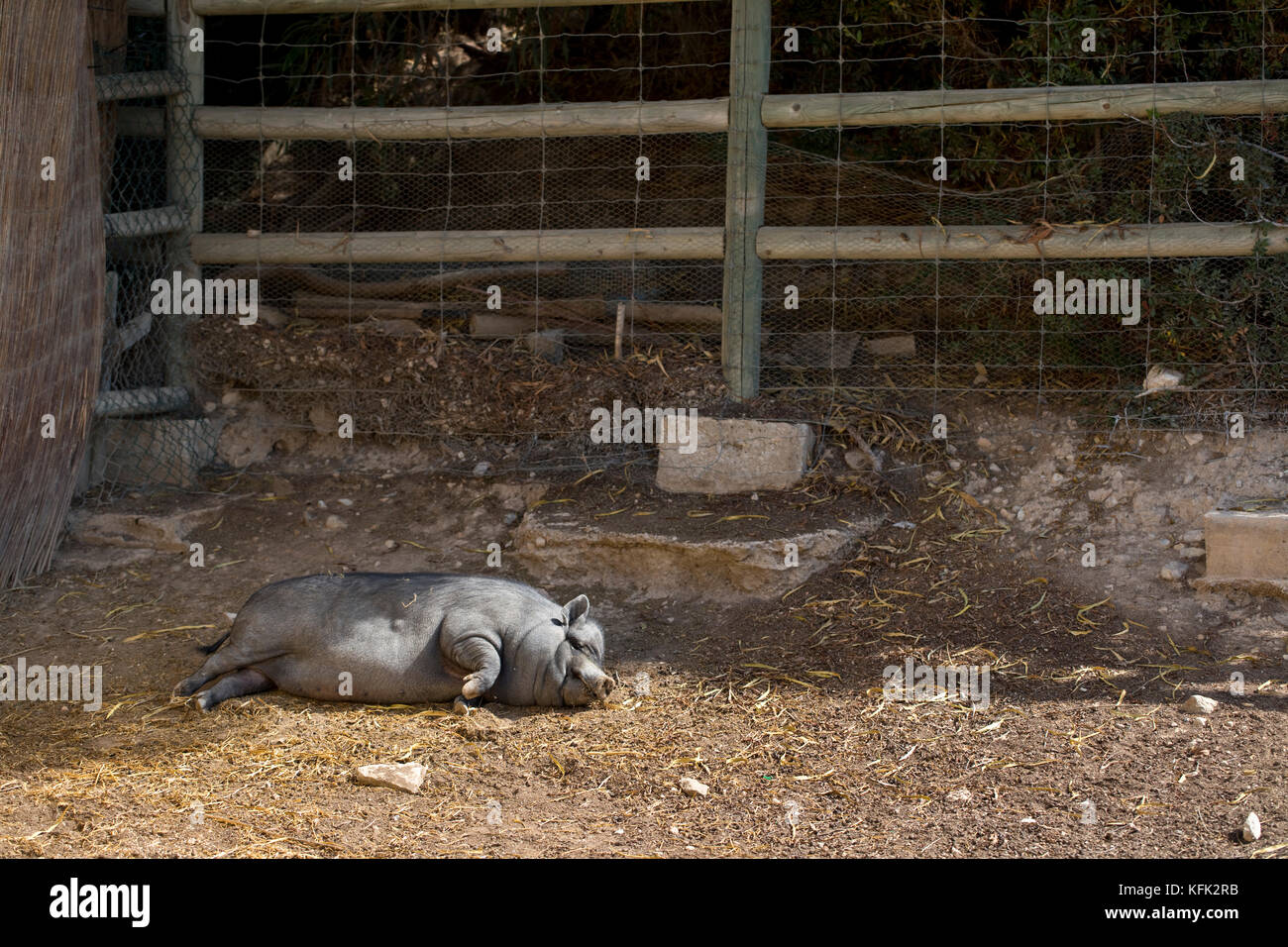 Vietnamesische Pot-Bellied pig schlafend Stockfoto