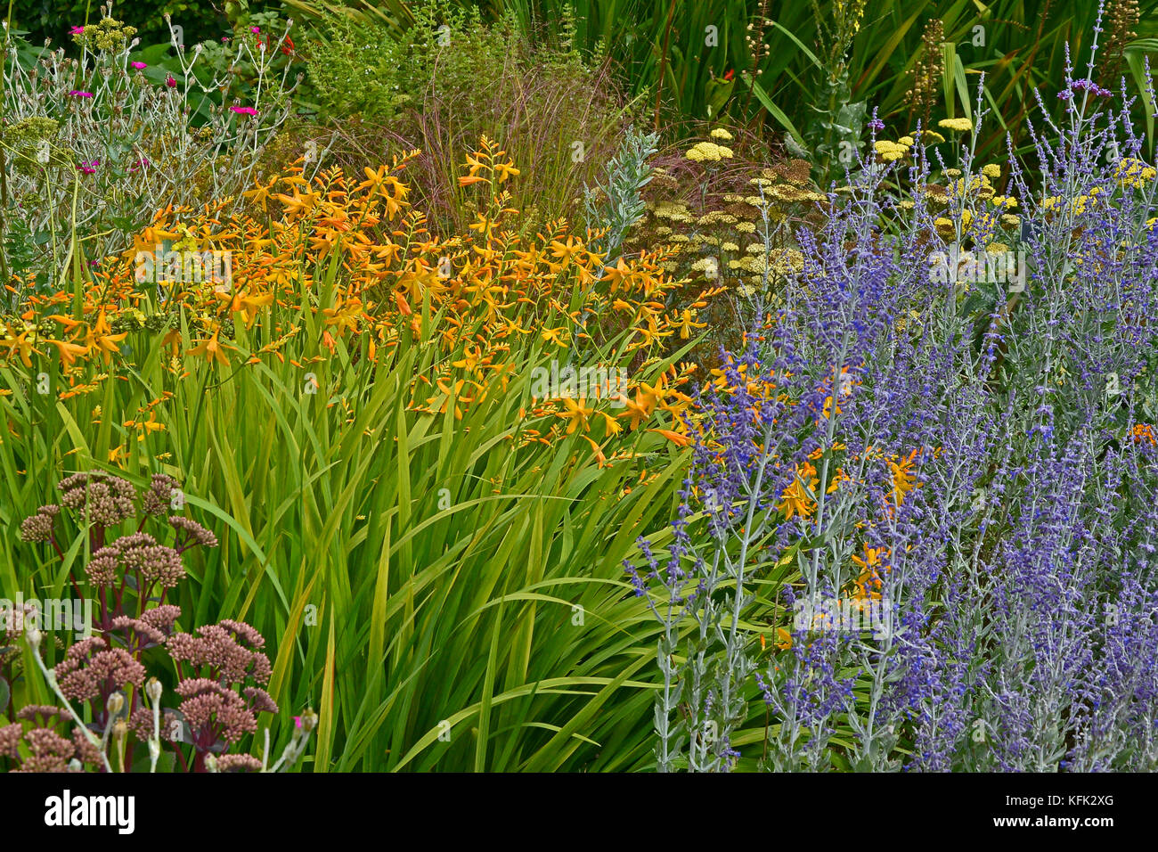 Garten Blume Grenze zu perovskia, crocosmia, einen farbenfrohen Display Stockfoto