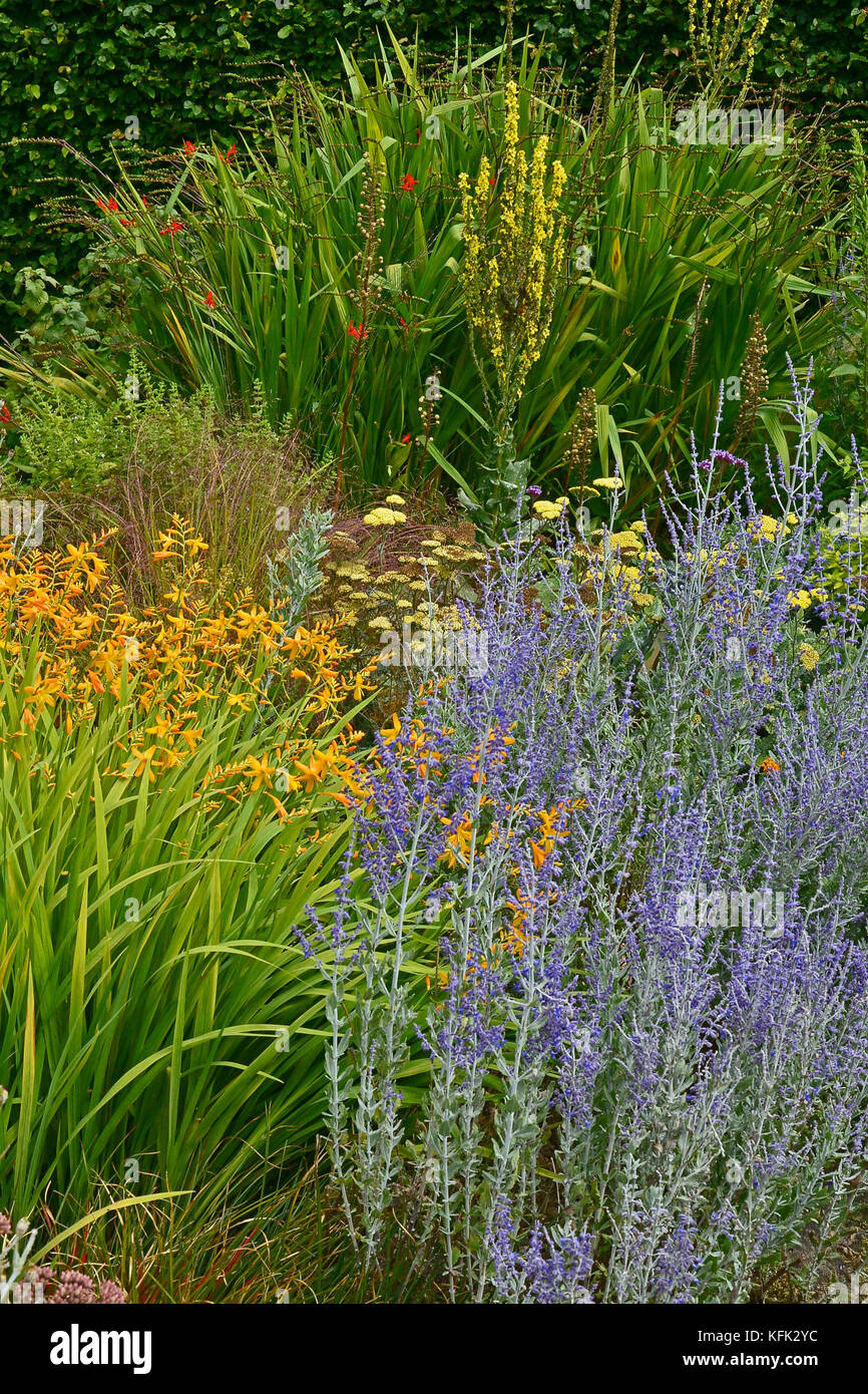 Garten Blume Grenze zu perovskia, crocosmia und molène einen farbenfrohen Display im Spätsommer Stockfoto