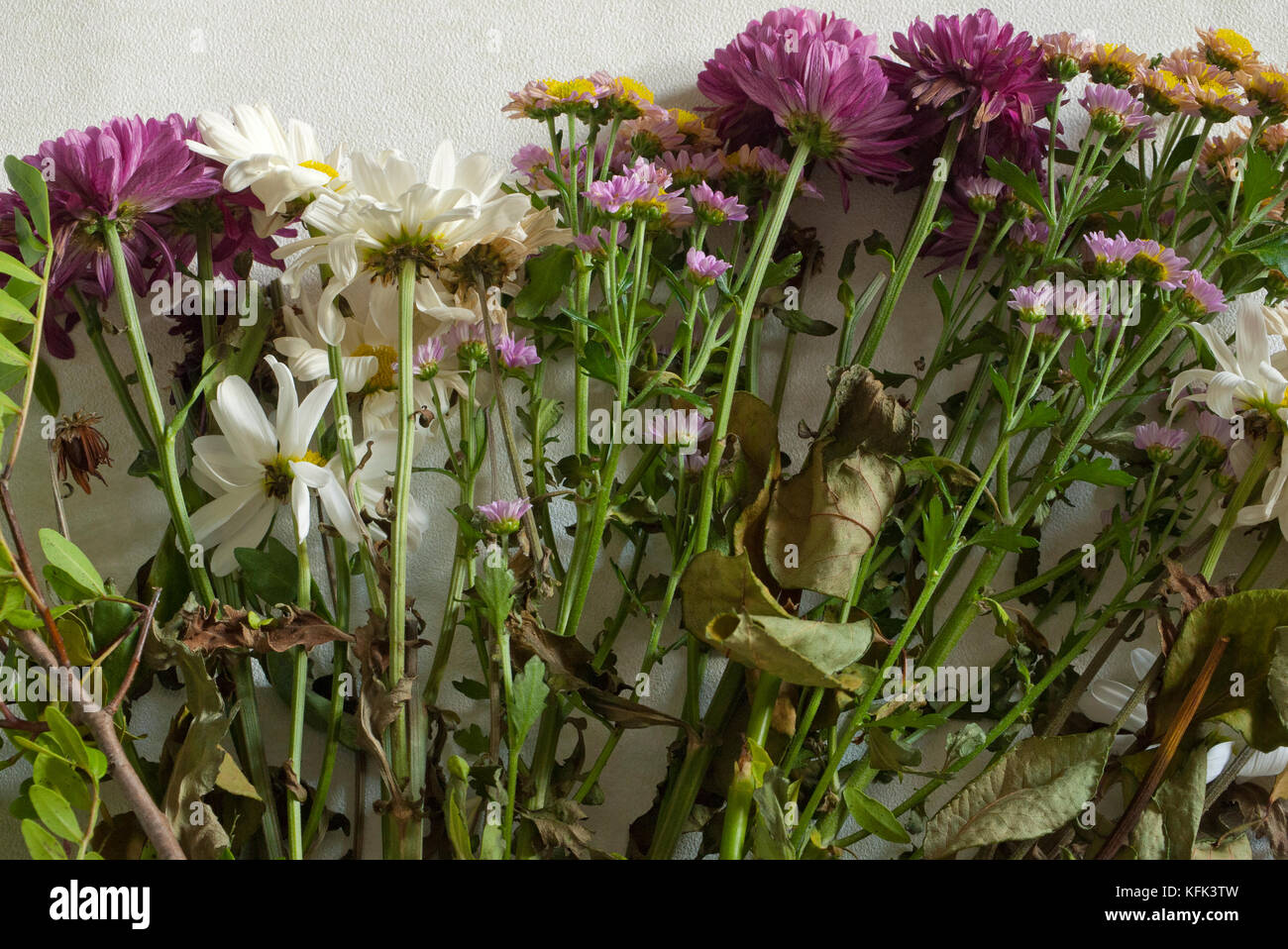 Eine Auswahl von sterbenden Blumen auf weißem Hintergrund. UK. Stockfoto