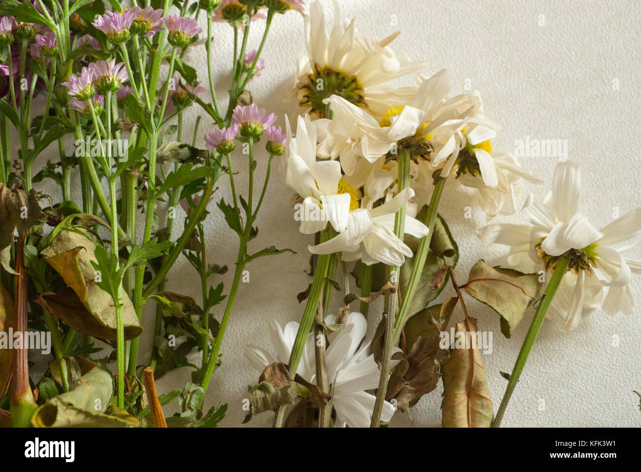 Eine Auswahl von sterbenden Blumen auf weißem Hintergrund. UK. Stockfoto