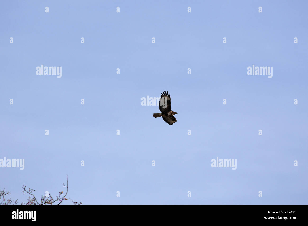 Oder Mäusebussard Buteo buteo oder poiana raptor Segelfliegen in Flug in Italien Stockfoto