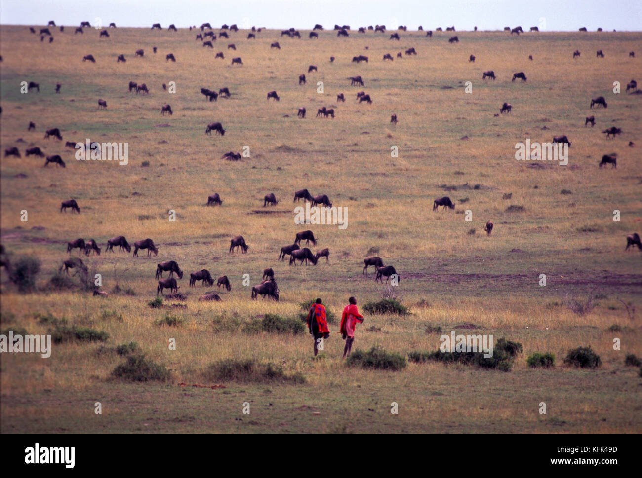 Masai Stammesangehörigen zu Fuß auf den Ebenen mit Herden von wildbeasts im Hintergrund, Masai Mara, Kenia Stockfoto