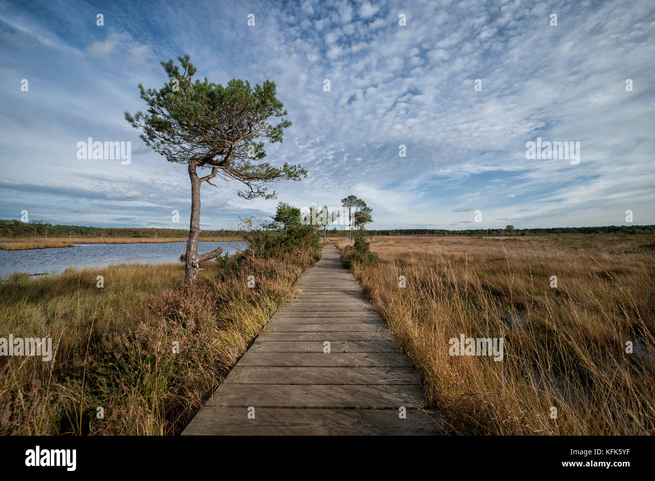 Holzsteg weg. Teil der Libelle Nature Trail, thursley Gemeinsame, Surrey, Großbritannien Stockfoto