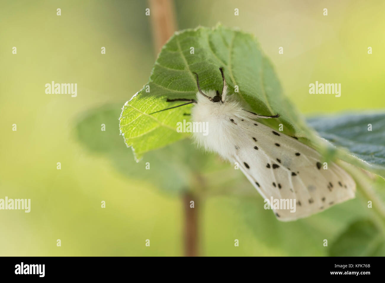 Weißes Hermelin (Spilosoma lubricipeda) Stockfoto