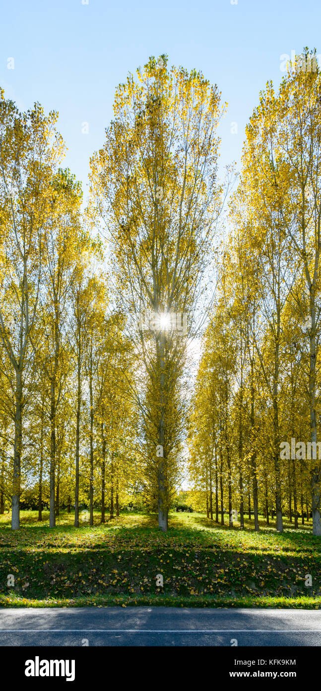 Die herbstlichen Sonnenlicht Hintergrundbeleuchtung die leuchtend gelbe Laub eines Poplar Grove in einem Wohngebiet in den Vororten von Paris, Frankreich. Stockfoto