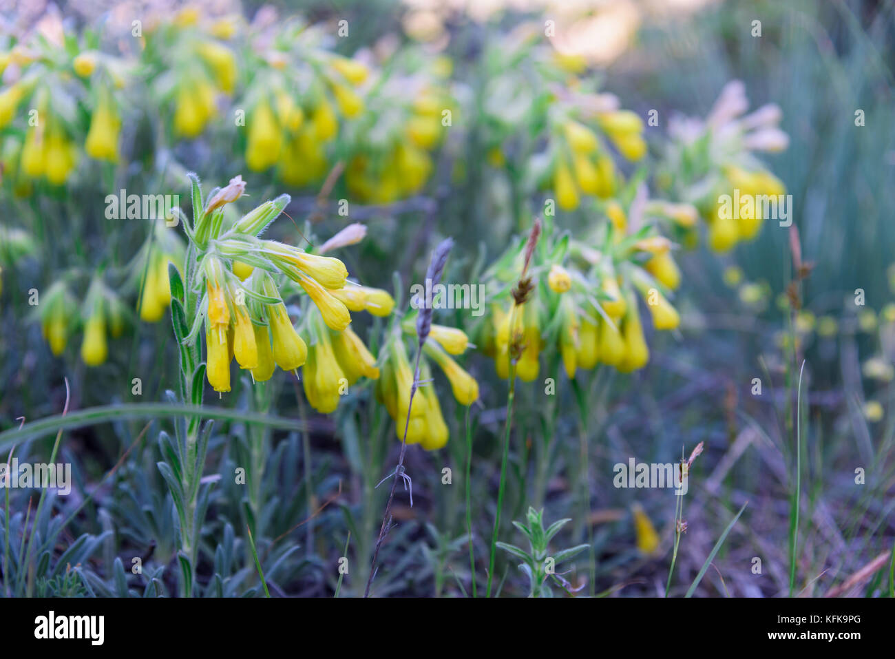 Onosma taurica gelb Blumen Abend closeup Stockfoto