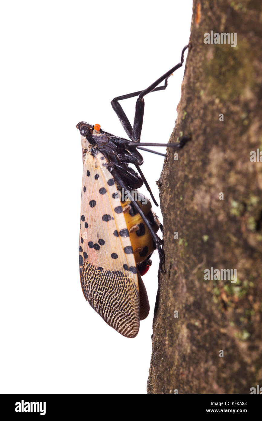 Nahaufnahme eines beschmutzt Lanternfly (Lycorma delicatula) Stockfoto