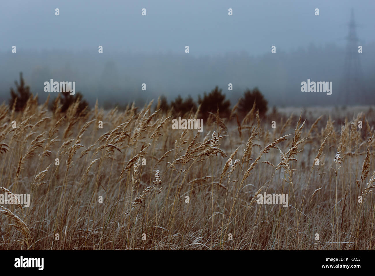 Wiese mit Getreide auf kalten nebligen Morgen im Herbst mit Strommast Stockfoto