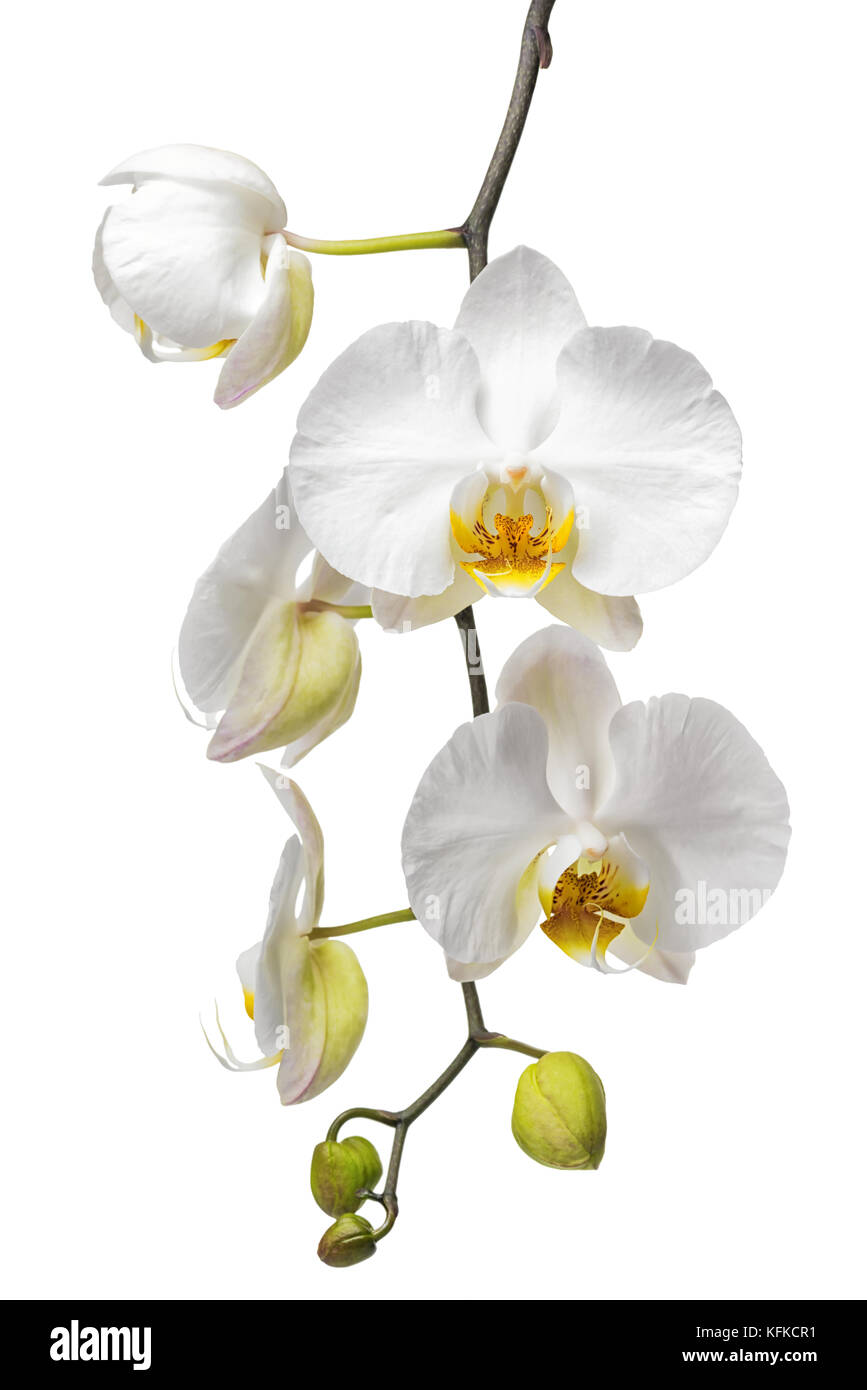 Blühende schönen Zweig des White Orchid, Phalaenopsis auf weißem Hintergrund, in der Nähe Stockfoto