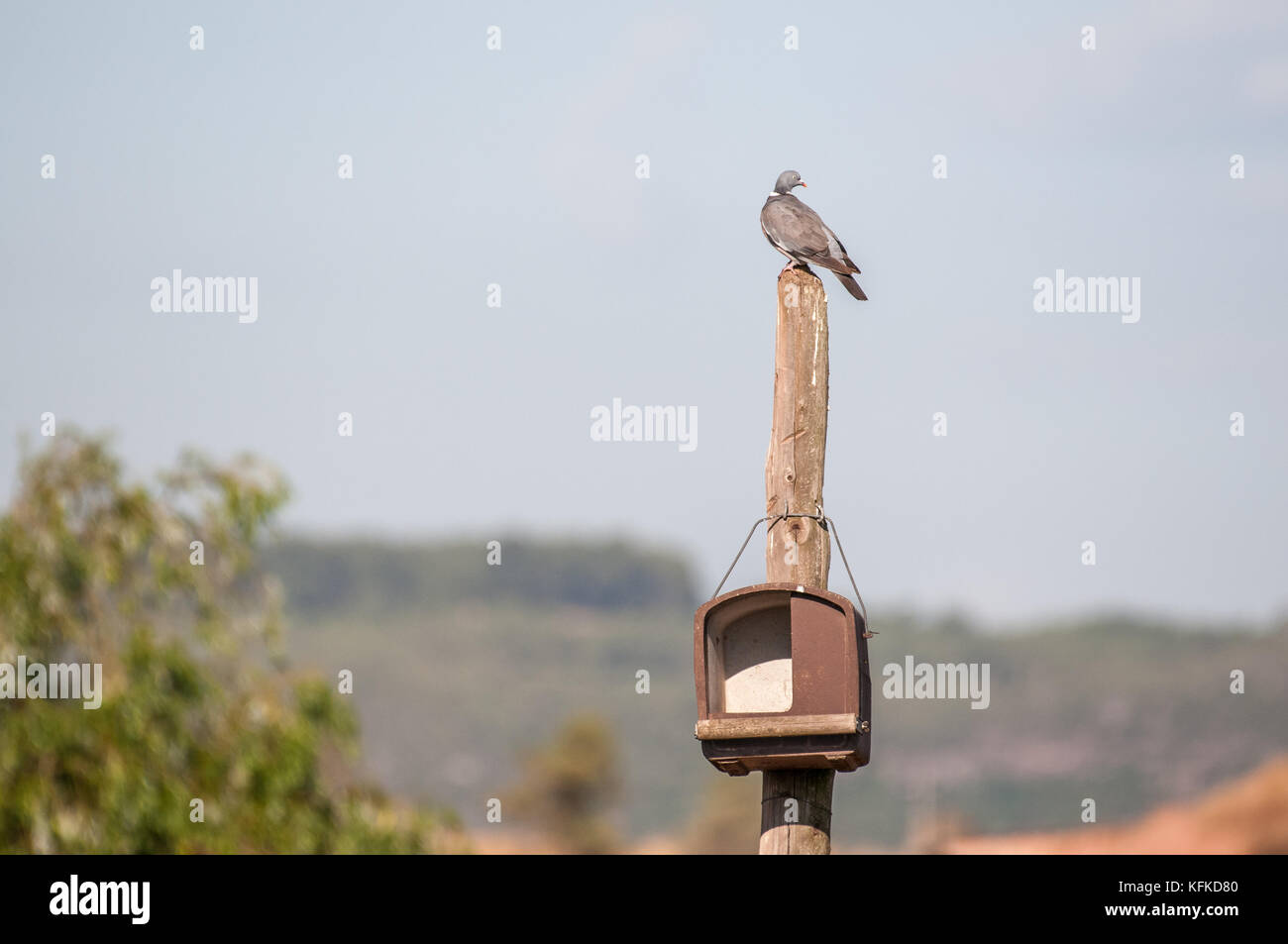 Gemeinsame Ringeltaube, Columba Palumbus, auf eine hölzerne Stange und in der Nähe ein Nest gehockt Stockfoto