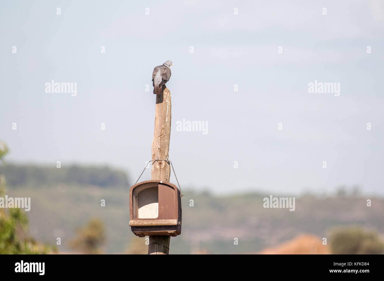 Gemeinsame Ringeltaube, Columba Palumbus, auf eine hölzerne Stange und in der Nähe ein Nest gehockt Stockfoto