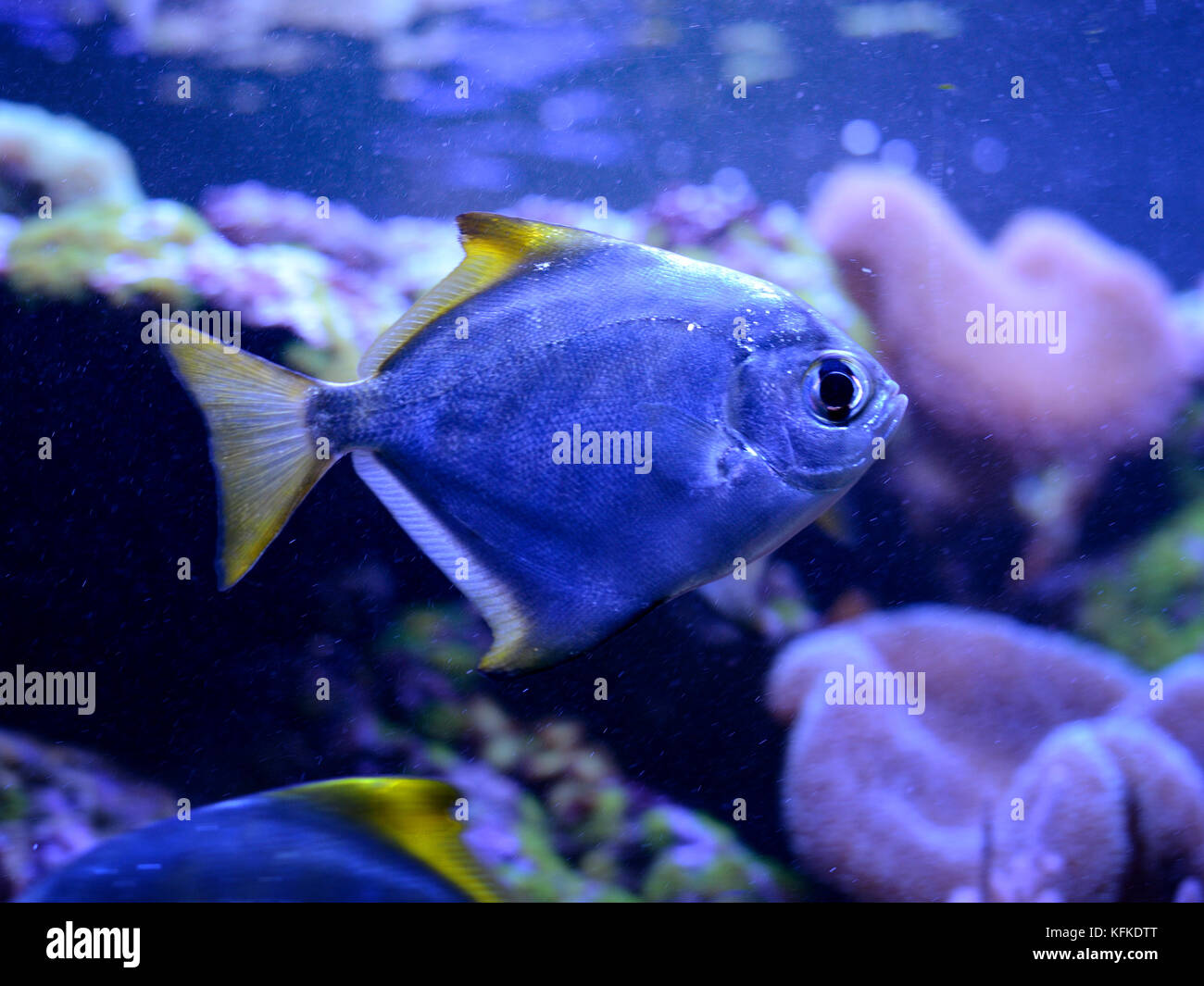 Silber Moony, Monodactylus Argenteus, in Salzwasser Aquarium. Tropische Korallen Reef Marine Life Stockfoto