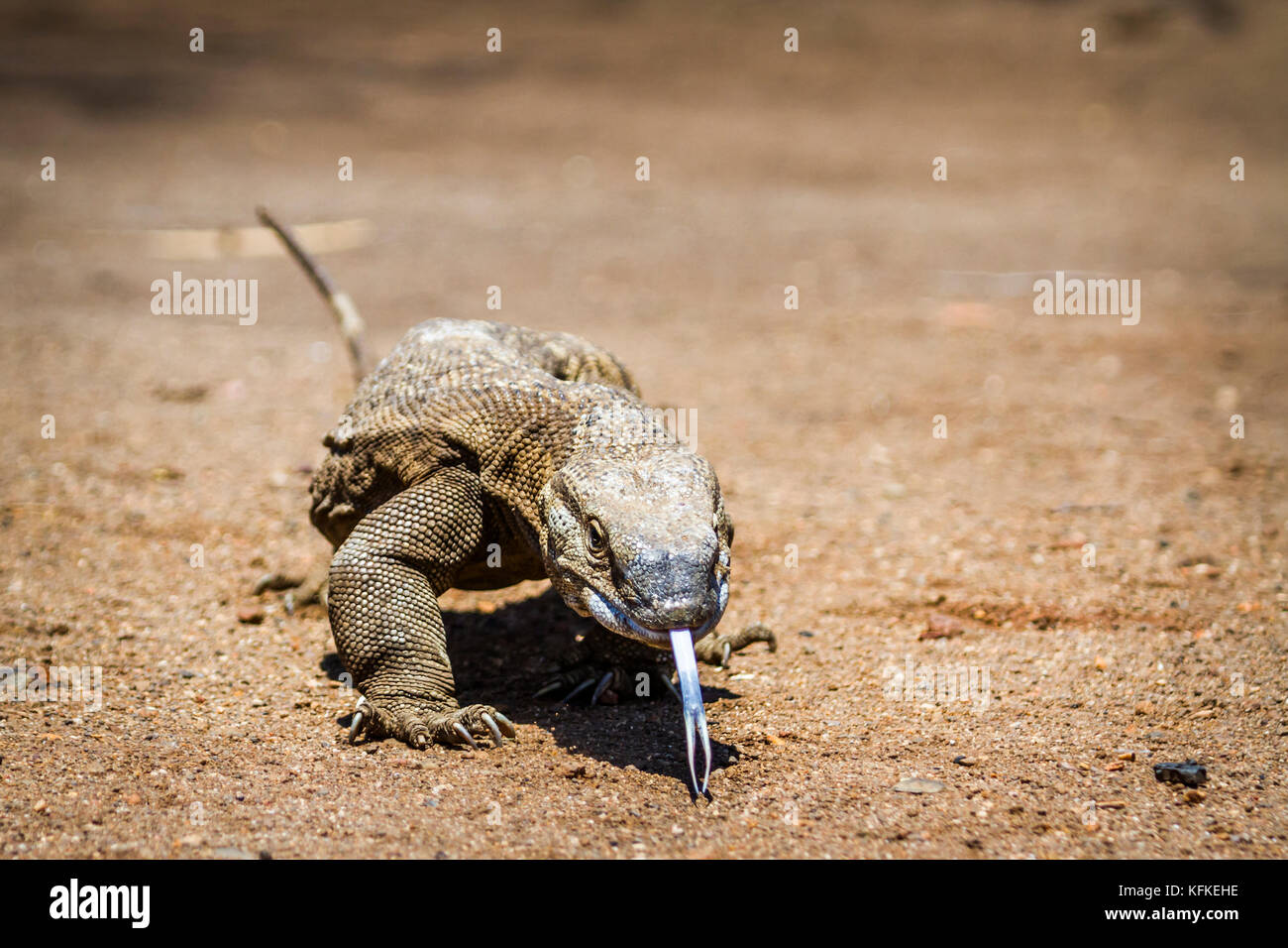 Nil Waran im Krüger Nationalpark, Südafrika; specie Familie varanidae Varanus niloticus Stockfoto