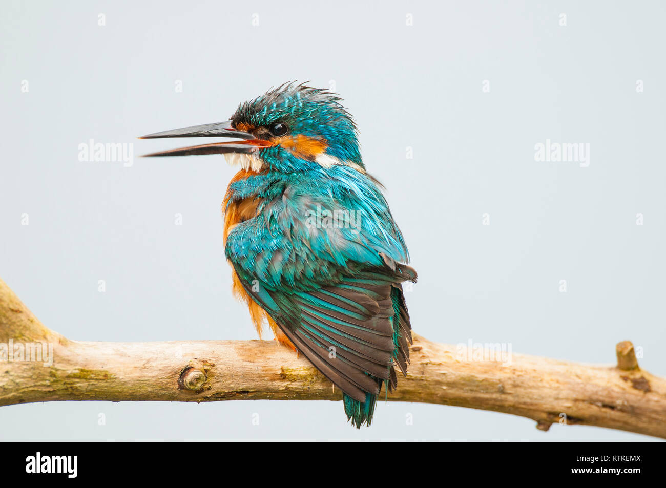 Eisvögel (alcedo atthis) mit offenem Schnabel auf Sattelstütze, Spree in der Nähe von Cottbus, Brandenburg, Deutschland Stockfoto