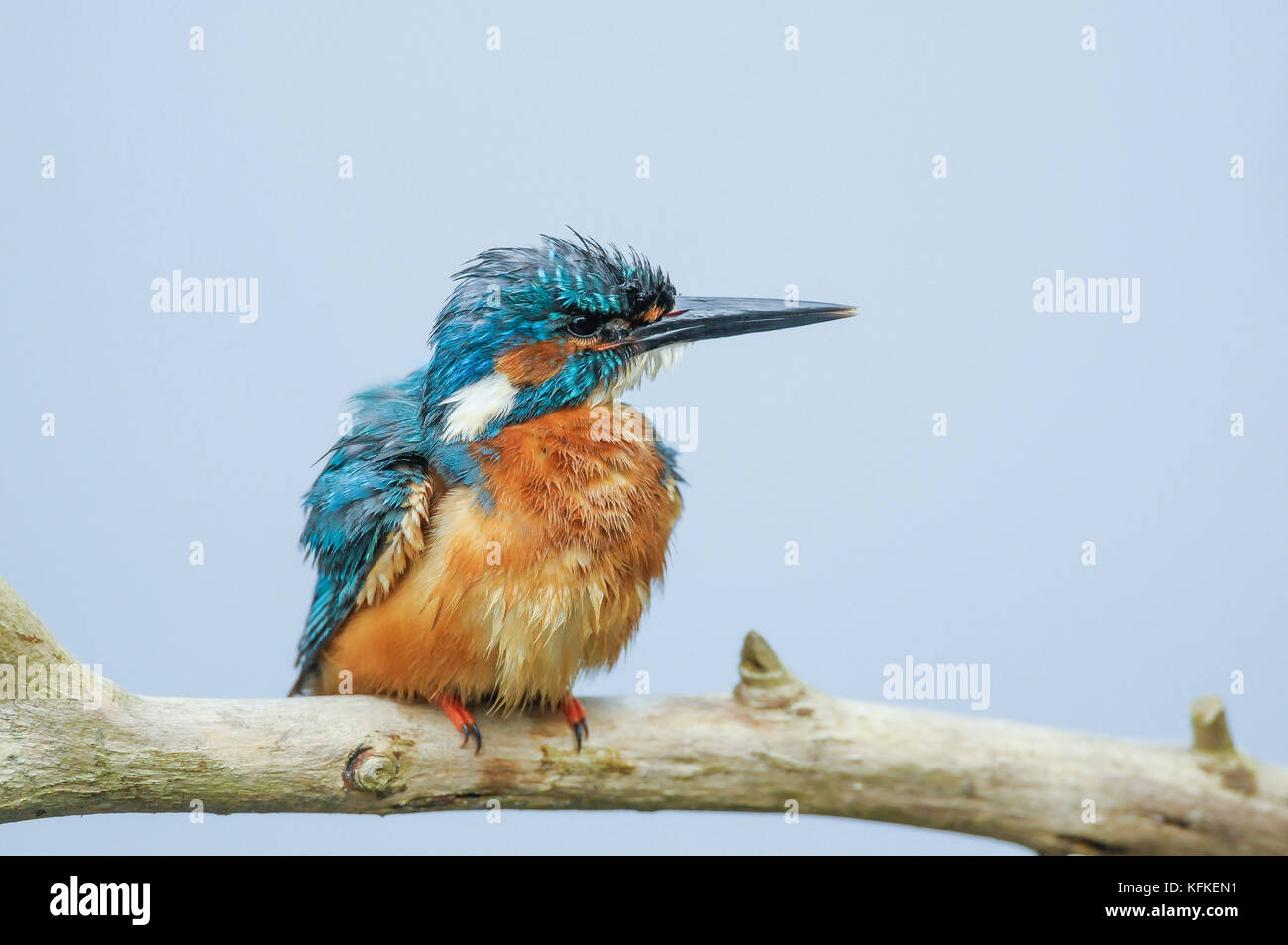 Eisvögel (alcedo atthis) auf Barsch, Spree in der Nähe von Cottbus, Brandenburg, Deutschland Stockfoto