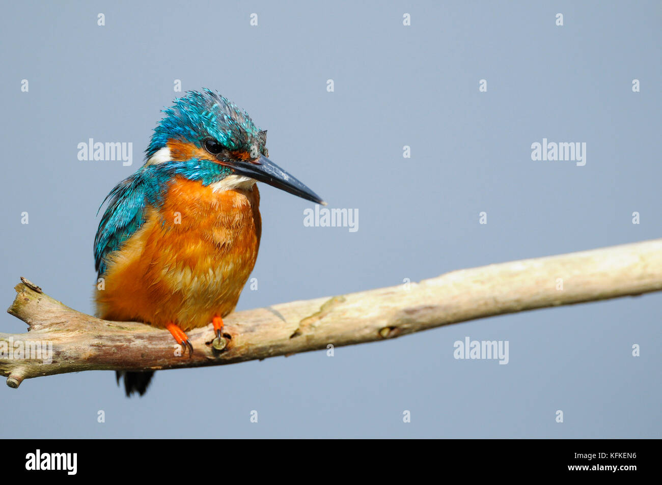 Eisvögel (alcedo atthis) auf Barsch, Spree in der Nähe von Cottbus, Brandenburg, Deutschland Stockfoto