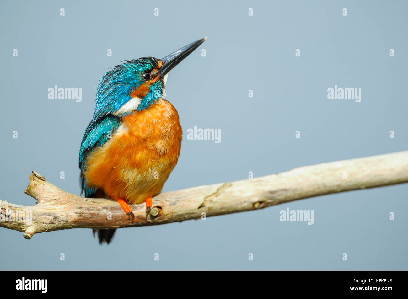 Eisvögel (alcedo atthis) auf Barsch, Spree in der Nähe von Cottbus, Brandenburg, Deutschland Stockfoto