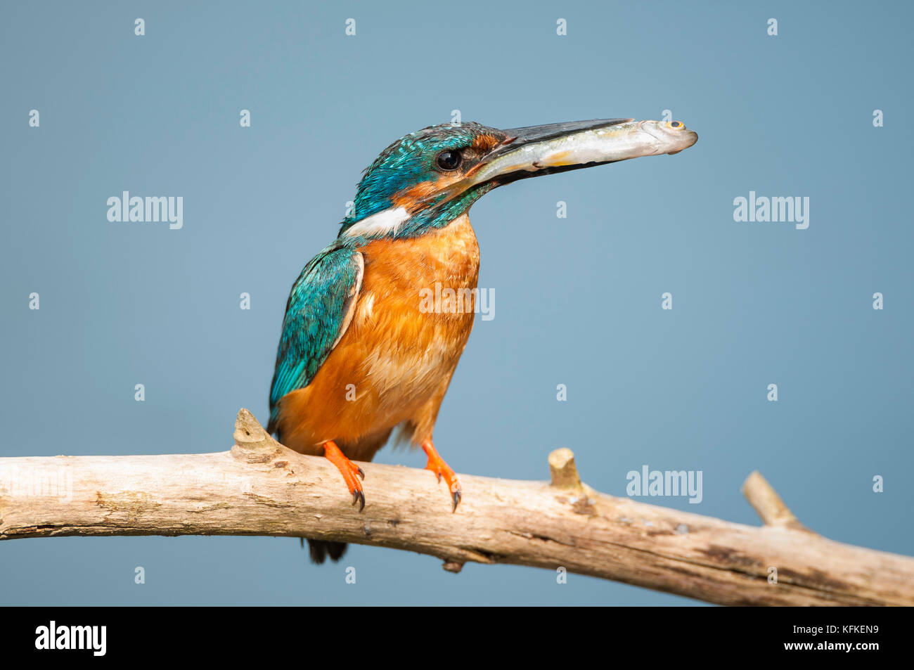 Eisvögel (alcedo atthis) mit Fisch, Spree in der Nähe von Cottbus, Brandenburg, Deutschland Stockfoto