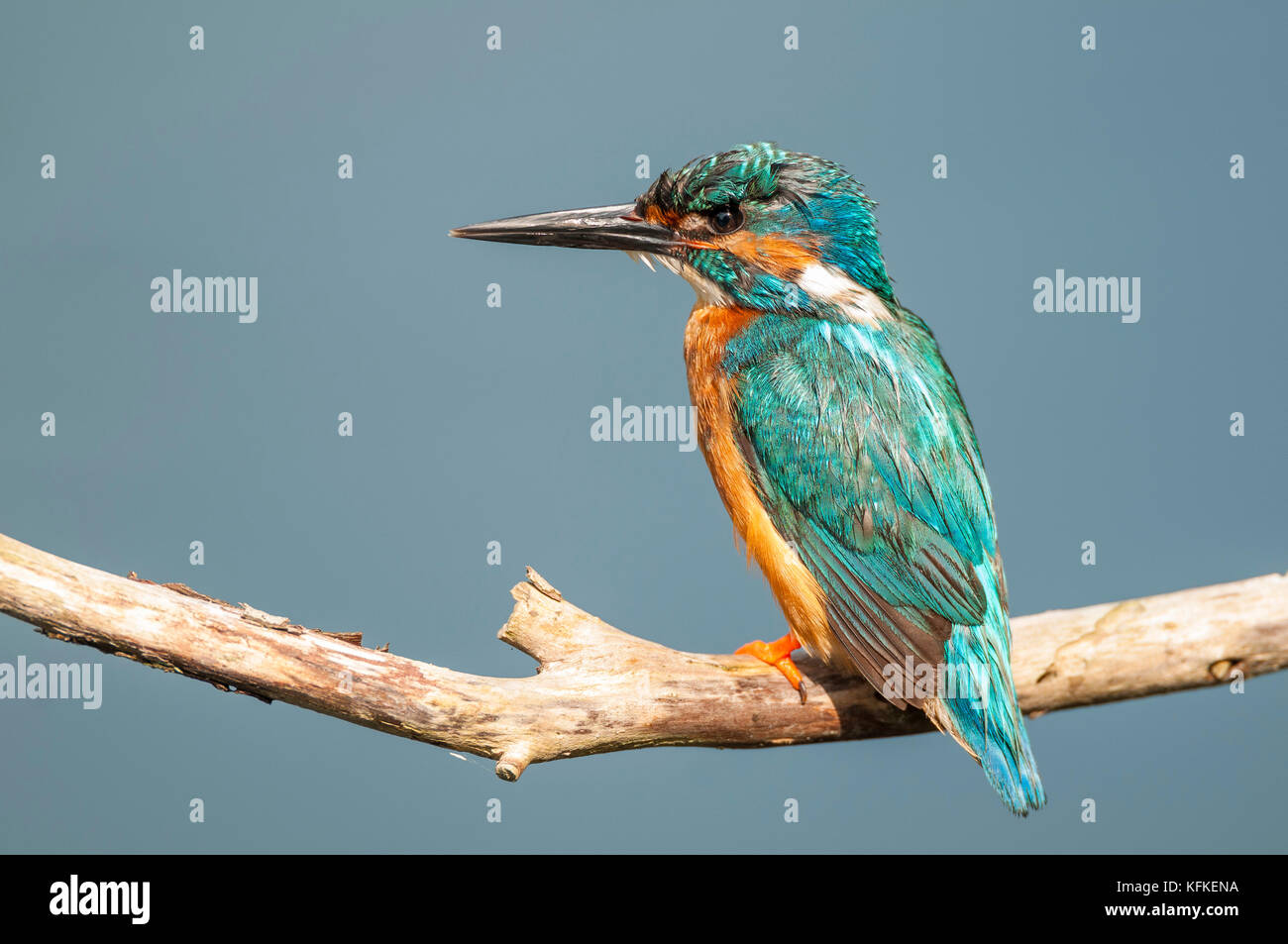 Eisvögel (alcedo atthis) auf Barsch, Spree in der Nähe von Cottbus, Brandenburg, Deutschland Stockfoto