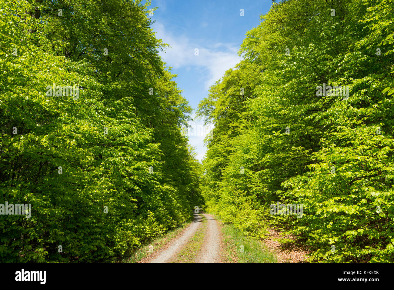 Wald Trail durch den Wald mit gemeinsamen Buchen (Fagus sylvatica), - edersee Nationalpark Kellerwald, Hessen, Deutschland Stockfoto