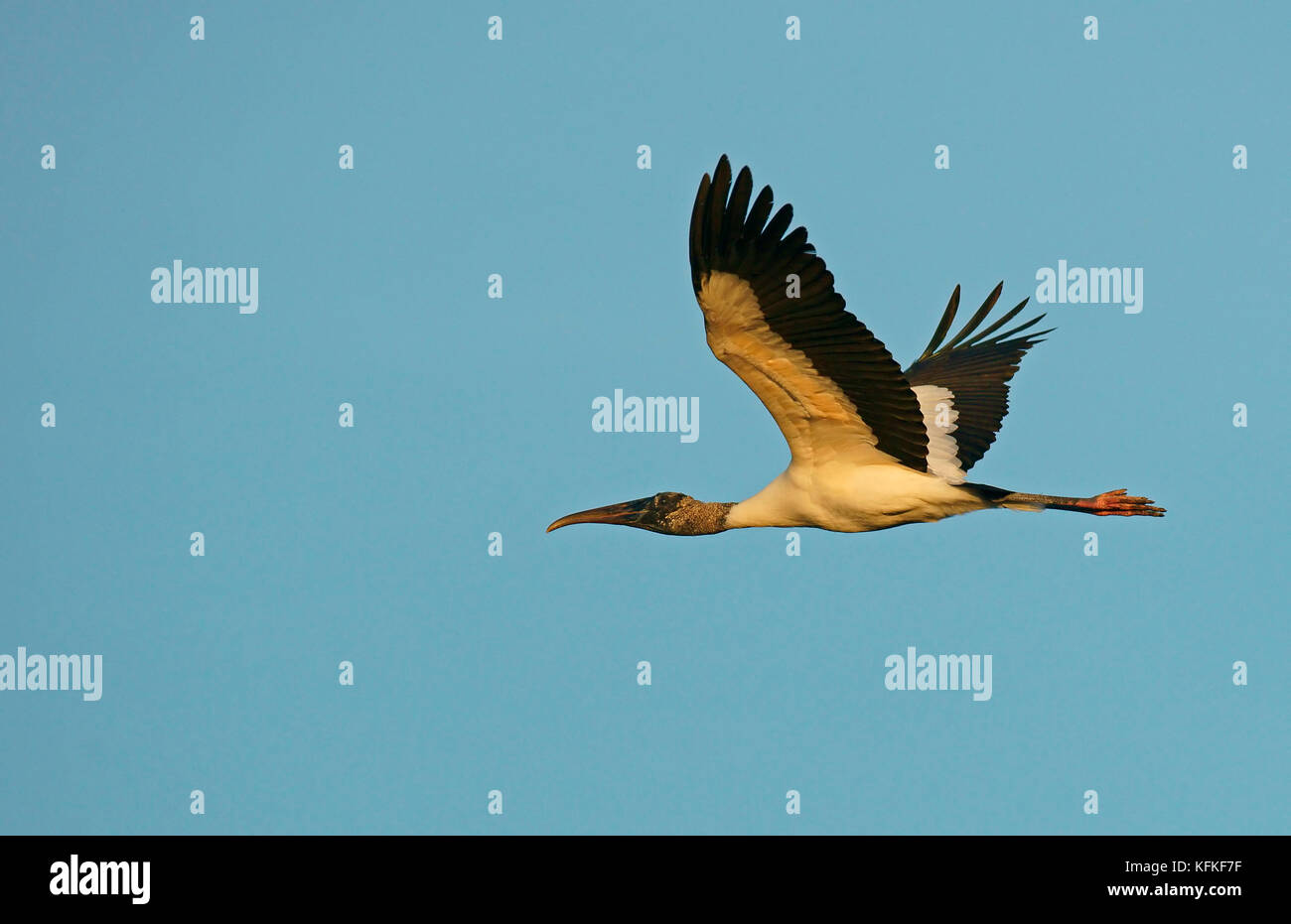 Holz Stork (mycteria americana) im Flug, Pantanal, Mato Grosso, Brasilien Stockfoto