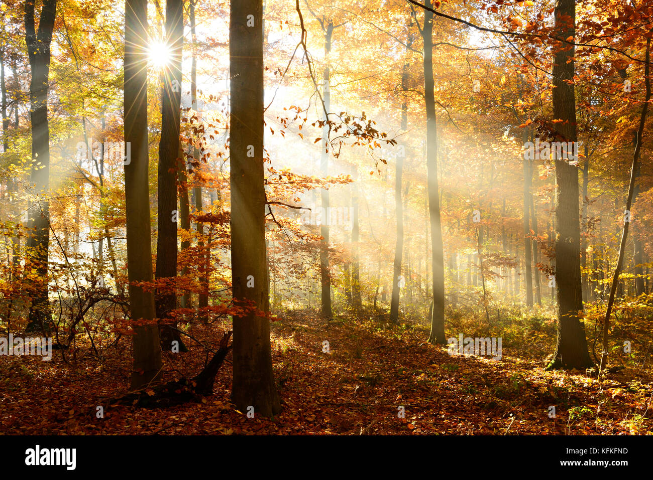 Sonne scheint durch die lichtdurchfluteten Buchenwald im Herbst, ziegelroda Wald, Sachsen - Anhalt, Deutschland Stockfoto