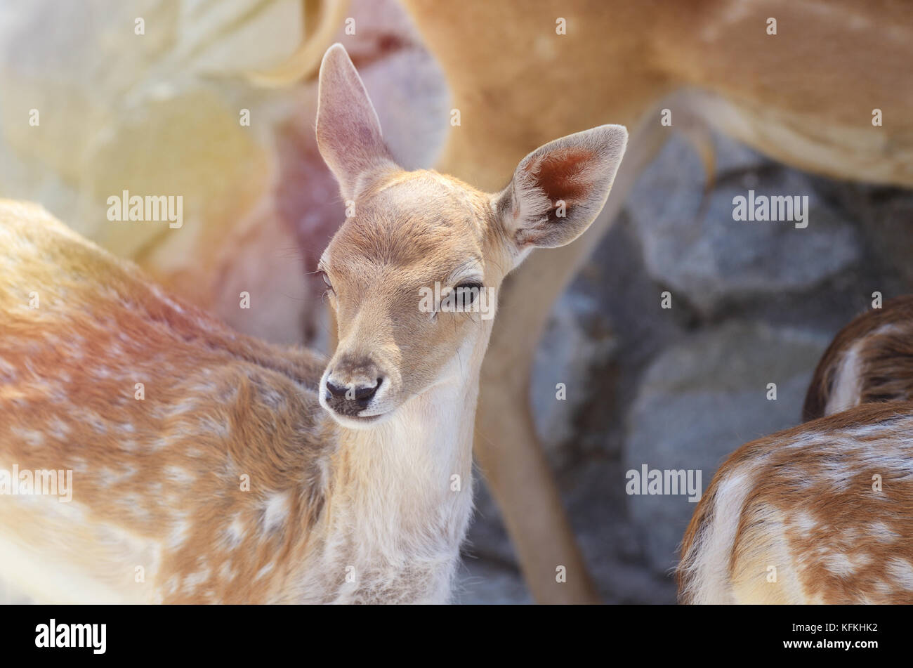 Portrait von Spotted Baby fawn unter Sommer Sonnenlicht. Stockfoto
