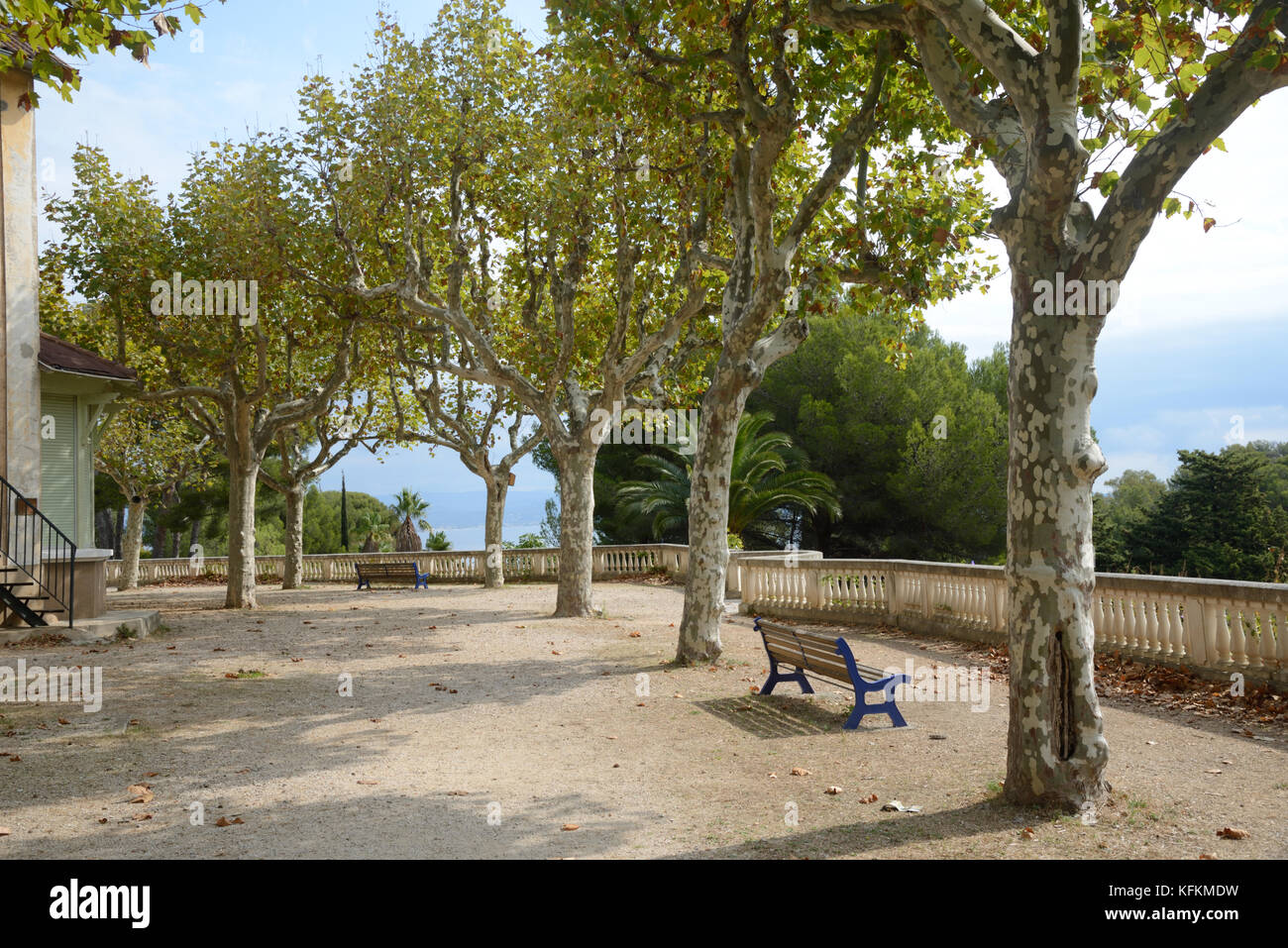 Platanen & Parkbänke im Mugel Park, mit Blick auf das Mittelmeer, La Ciotat, Provence, Frankreich Stockfoto