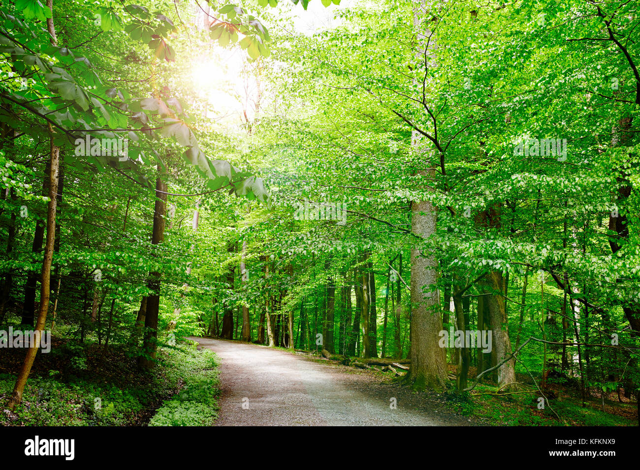 Unbefestigten Weg durch grüne deutsche Forrest führenden Stockfoto