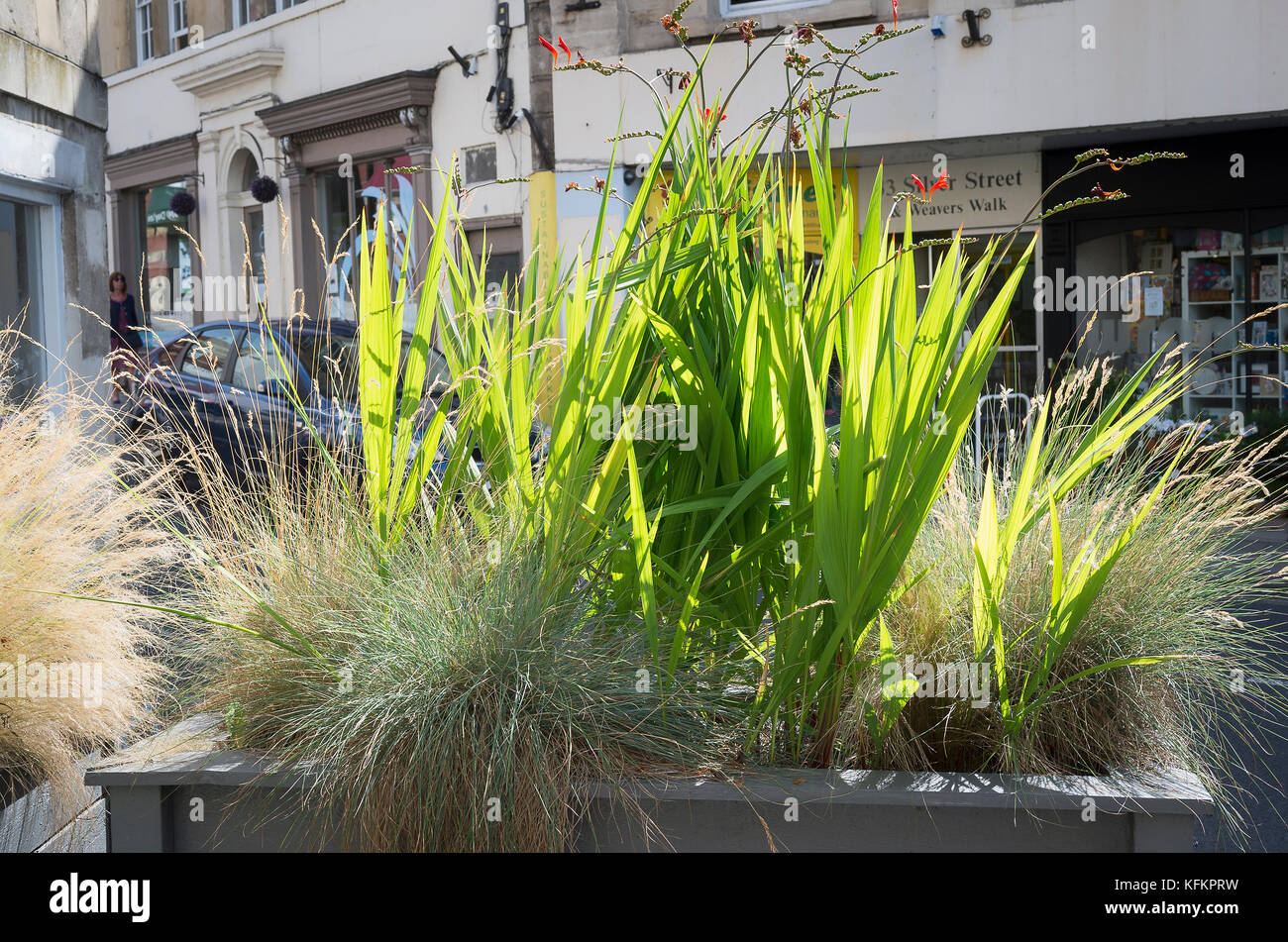 Ziergräser und crocosmia bieten eine attraktive natürliche Bildschirm von der Straße in Bradford on Avon Wiltshire England UK7 Stockfoto